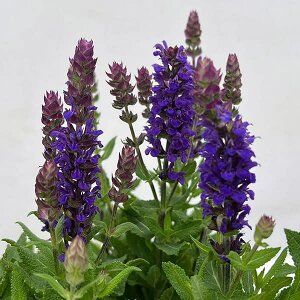 Ԃ̕c/TrAFl[T j[fBV u[3.5|bg