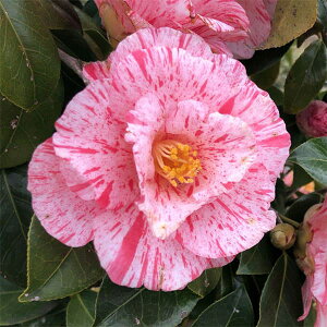 �Ԗ� ��؂̕c/�c�o�L�i�ցj�F���сi�J���j�V�L�j4.5���|�b�g