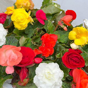 Ԃ̕c/tH[`xSjAF~bNX3.5|bg 4Zbg