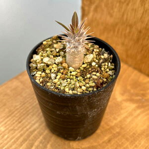 ϗtA/pL|fBEFzxZ ()@2.5A