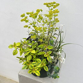 草花の苗/寄せ植えコンボリーフセットA-01（直径21cm）