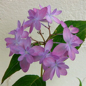 Ԗ ؂̕c/}AWTCFCVd`mqJiΒȂ̌j4|bg