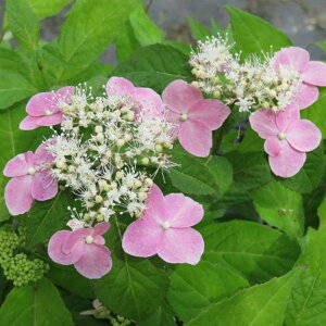 Ԗ ؂̕c/}AWTCFC}iFRj4|bg