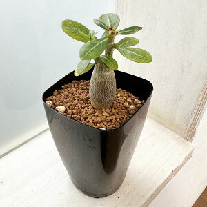 ϗtA/AfjEFIxX()@2.5XNGA