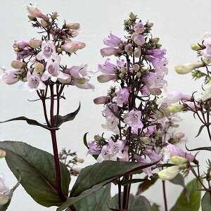 Ԃ̕c/yXeF~XeBJ3.5|bg