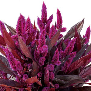 Ԃ̕c/ZVAFJtZNg@~XeBbNVF[h3.5|bg