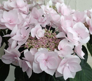 Ԗ ؂̕c/AWTCFm[uisNj3.5|bg