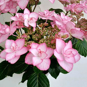 Ԗ ؂̕c/AWTCFsL[OisNj 3.5|bg