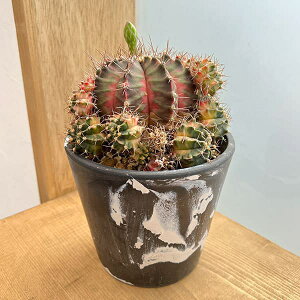 ϗtA/T{eFMmJLE@nCubh@524-10