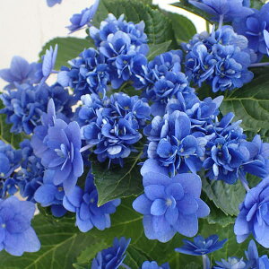 Ԗ ؂̕c/AWTCFږāiЂ݂ju[3.5|bg