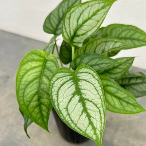 ϗtA/XeFVe؃J[i@3|bg