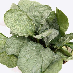 Ԃ̕c/AWKFOCfB3-3.5|bg