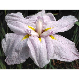 Ԃ̕c/niVEuiԏҊjFv}o[i3|bg