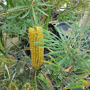 Ԗ ؂̕c/oNVAFwAsoNVA6|bg