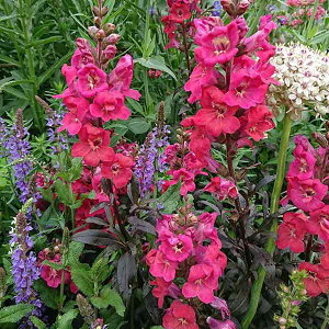 Ԃ̕c/iLM\EjF~j`F[R[3-3.5|bg