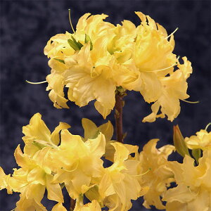 Ԗ ؂̕c/ccWFMZccW ́iMKj3.5|bg