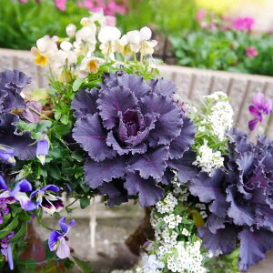 Ԃ̕c/n{^FuAgubN2.5|bg