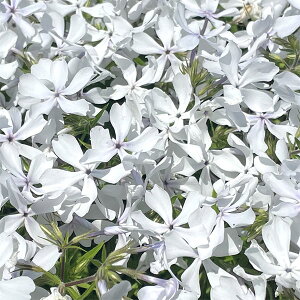 Ԃ̕c/tbNXFACXO[3|bg