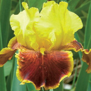 Ԃ̕c/W[}ACXFt@t@3.5|bg