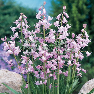 /V[F肪ˑ@ 6 2܃Zbg