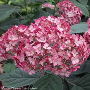 Ԗ ؂̕c/AWTCiAJjFAix@~j@r[3.5|bgiFr[̃Aixj