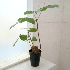 ϗtA/i킯jvZEh{obNXFGv`N 5A23-06