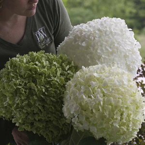 Ԗ ؂̕c/AWTCiAJjFAix@Of@N[iFAixW{j3.5|bg 3Zbg