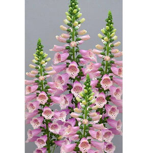 Ԃ̕c/WM^XitHbNXO[ujFhbeBEH[[Y3-3.5|bg