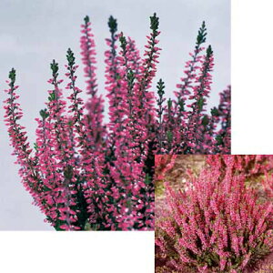 Ԃ̕c/J[iFbhiAtfB[ej3|bg