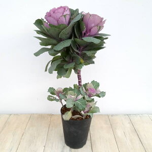 Ԃ̕c/n{^FԐX^h[Y2iitF܂j4.5O|bg