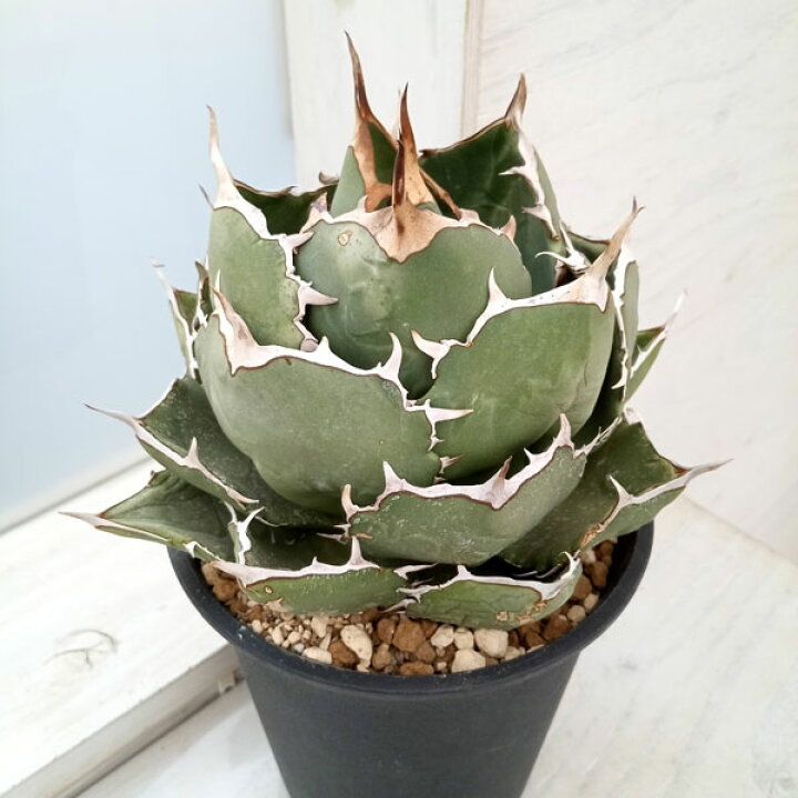 楽天市場】観葉植物/[送料無料]アガベ：オテロイ（チタノタ FO-076）5  