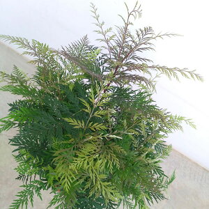 Ԗ ؂̕c/OrAFuX^5|bg