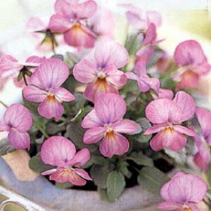 Ԃ̕c/rIFrr sNAeB[N3-3.5|bg 2Zbg