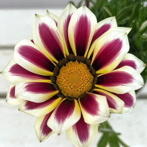 Ԃ̕c/KUjAFrbOLX@zCgt[3.5|bg