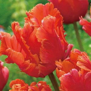 /`[bvip[bgjFA[WOp[bg4iPj 2Zbg