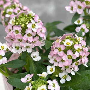 Ԃ̕c/AbTFsN3.5|bg 6Zbg