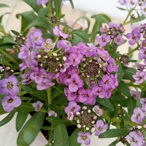 Ԃ̕c/AbTFӂ3.5|bg 12Zbg