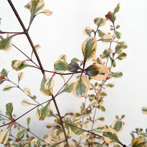 Ԗ ؂̕c/RvX}FR@3|bg 3Zbg