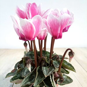 Ԃ̕c/VNF~j@X[p[xmtWlIsN2|bg