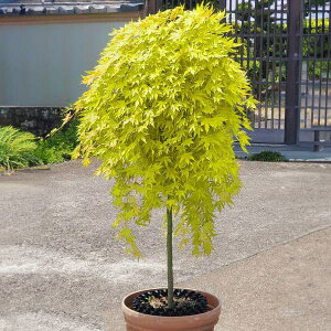 Ԗ ؂̕c/~WiJGfjFJXP[hS[h X^_[hd5|bg