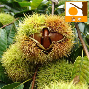 ʎ̕c/NiIjFۂ낽4-5|bg*