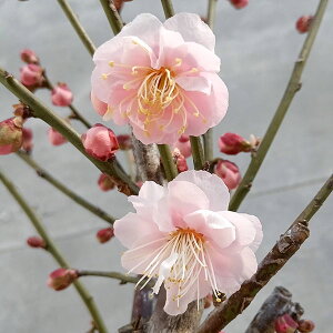 Ԗ ؂̕c/niEiԔ~jFiPLEj~͎d4A