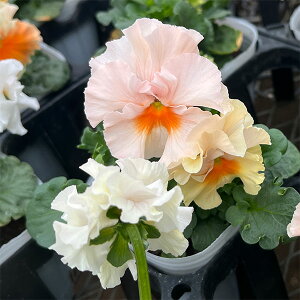 Ԃ̕c/pW[it炫jFVK[{{iAvRbgnj3-3.5|bg