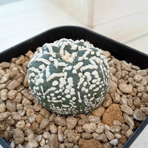 ϗtA/i킯jAXgtBcF V^Cv 6cmXNGA23-28