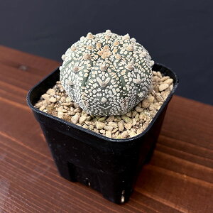 ϗtA/AXgtBcFہ@V^Cv 6cmXNGA23-38