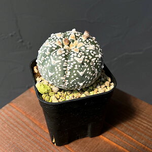 ϗtA/AXgtBcF V^Cv 6cmXNGA23-58