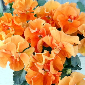 Ԃ̕c/pW[it炫jFt[c{{iIWnj3|bg 3Zbg