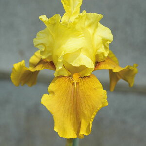 Ԃ̕c/W[}ACXFxCx[Lh nxc