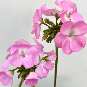 Ԃ̕c/[jEFsgv~A x_[5A