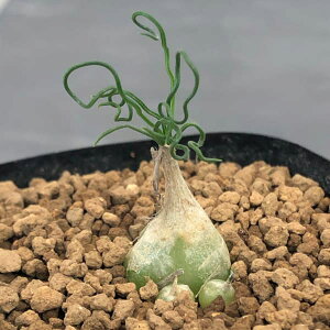 ϗtA/I[j\KFgcIXi݋ʁj 2.5A